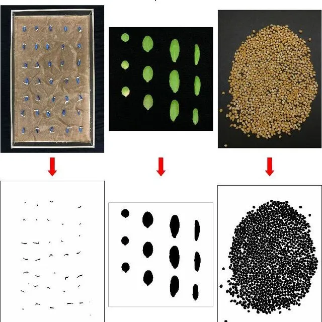 thumbnail for publication: Useful Image-Based Techniques for Manual and Automatic Counting Using ImageJ for Horticultural Research